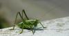 Tettigonia viridissima